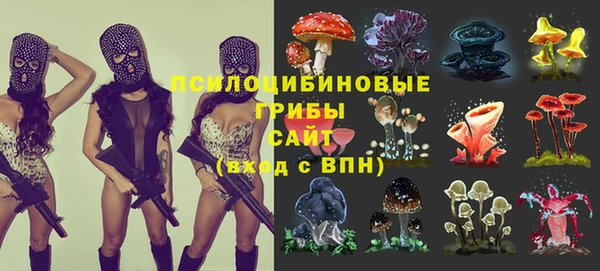 стаф Дмитровск